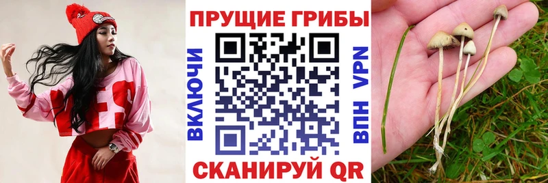 Галлюциногенные грибы прущие грибы  Белово 